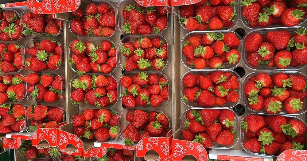 Fragole - Trentino - 18 euro al collo